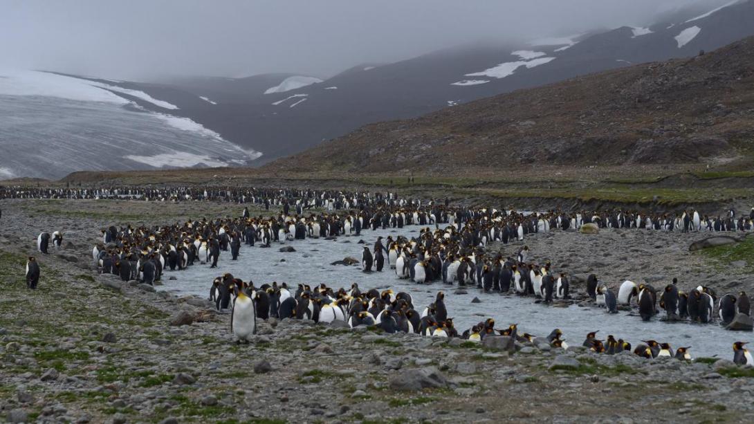Южная Георгия и Южные Сандвичевы Острова  (англ. South Georgia and the South Sandwich Islands)